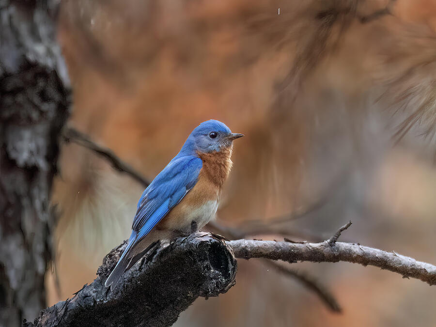 Male Eastern Bluebird in The Pines Photograph by Kristia Adams Male Eastern Bluebird in The Pines Photograph by Kristia Adams