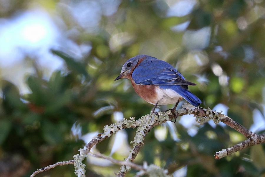 Male Eastern Bluebird Photograph By Jenny Hanna - Fine Art America