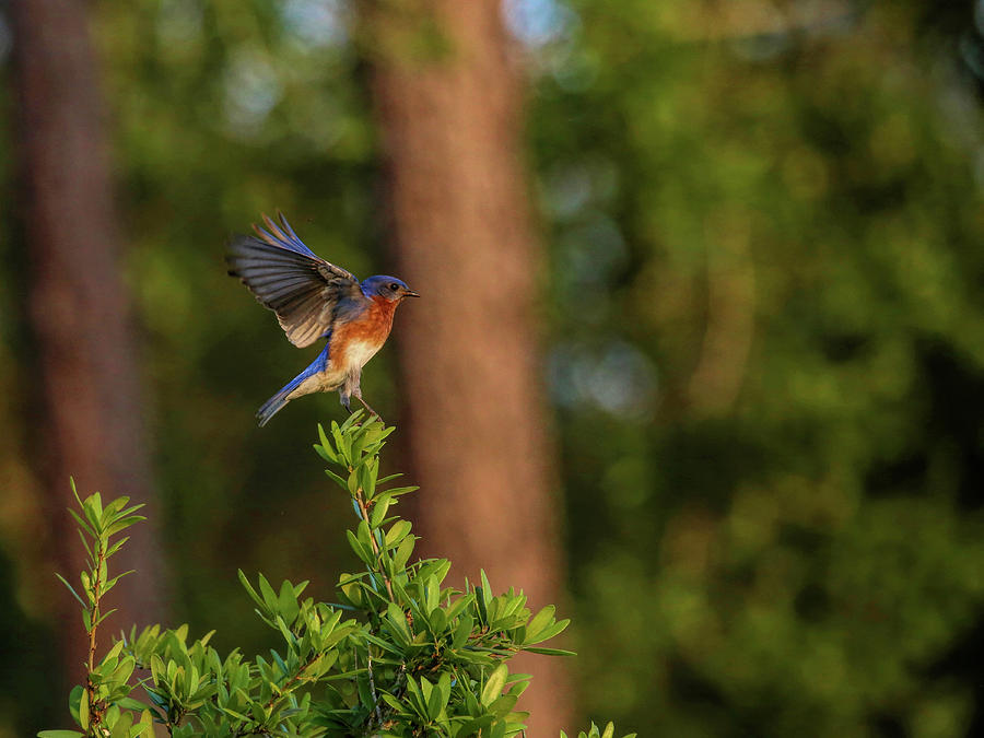 Male Eastern Bluebird Liftoff Photograph by Judy Vincent