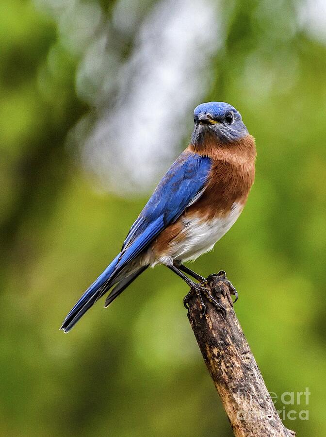 Male Eastern Bluebird Looking Refreshed Photograph by Cindy Treger ...