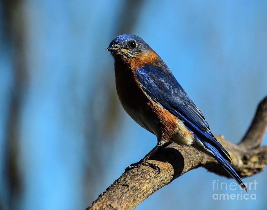 Male Eastern Bluebird On Blue Photograph