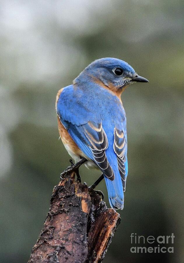 Male Eastern Bluebird Showing Off His Backside Photograph