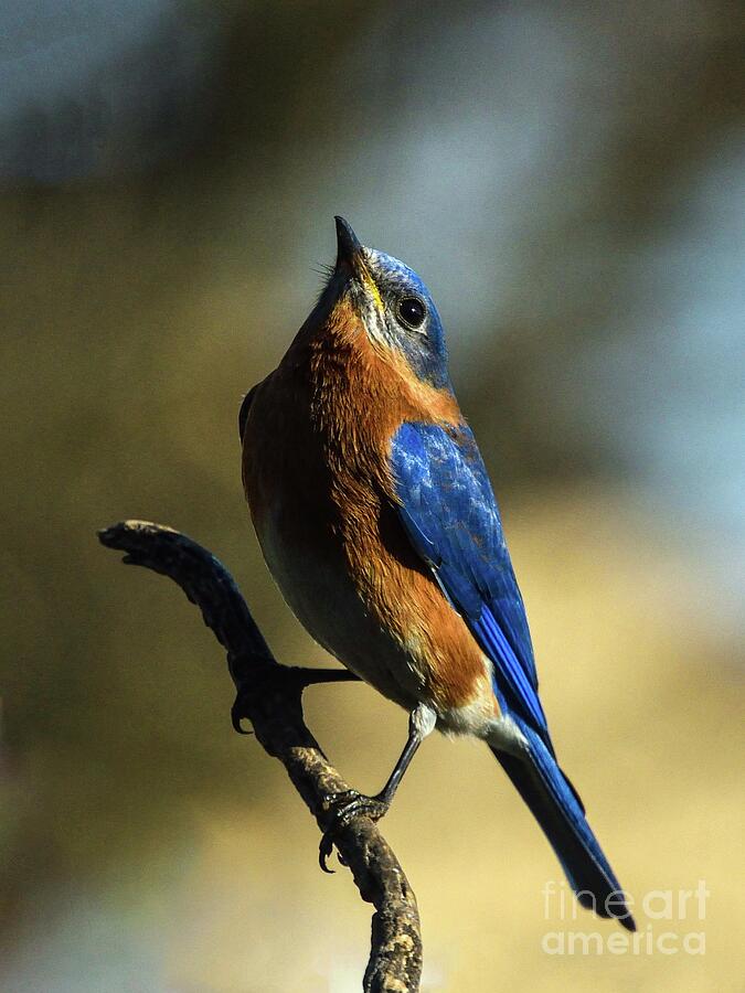 Male Eastern Bluebird With Bright Russet Plumage Photograph