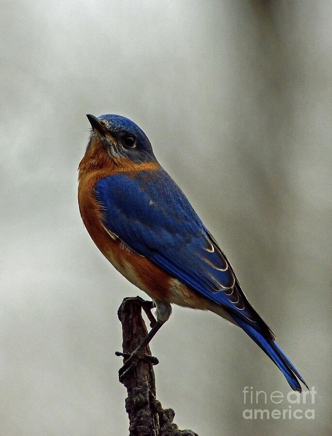 Male Eastern Bluebird With Head Tilted Up Photograph