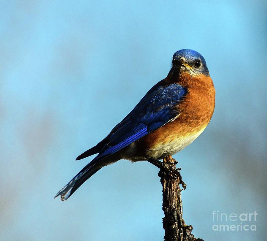 Male Eastern Bluebirds Perfect Form And Breathtaking Beauty Photograph