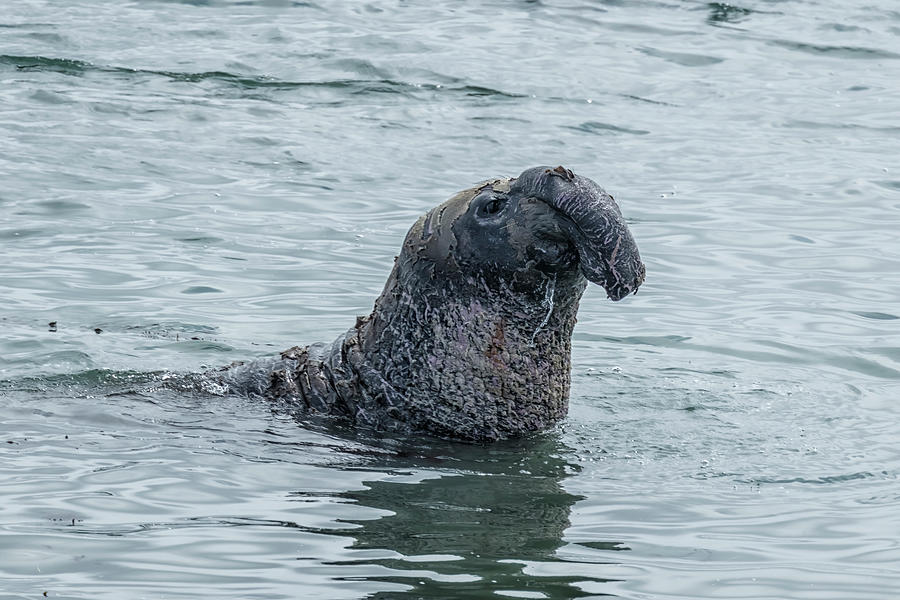 Male Elephant Seal in the Water Photograph by Belinda Greb