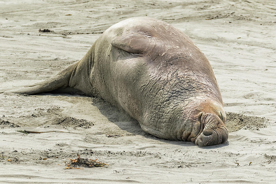 Male Elephant Seal Snoozing Photograph by Belinda Greb