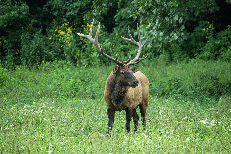 Male Elk 2 Photograph by Cindy Robinson