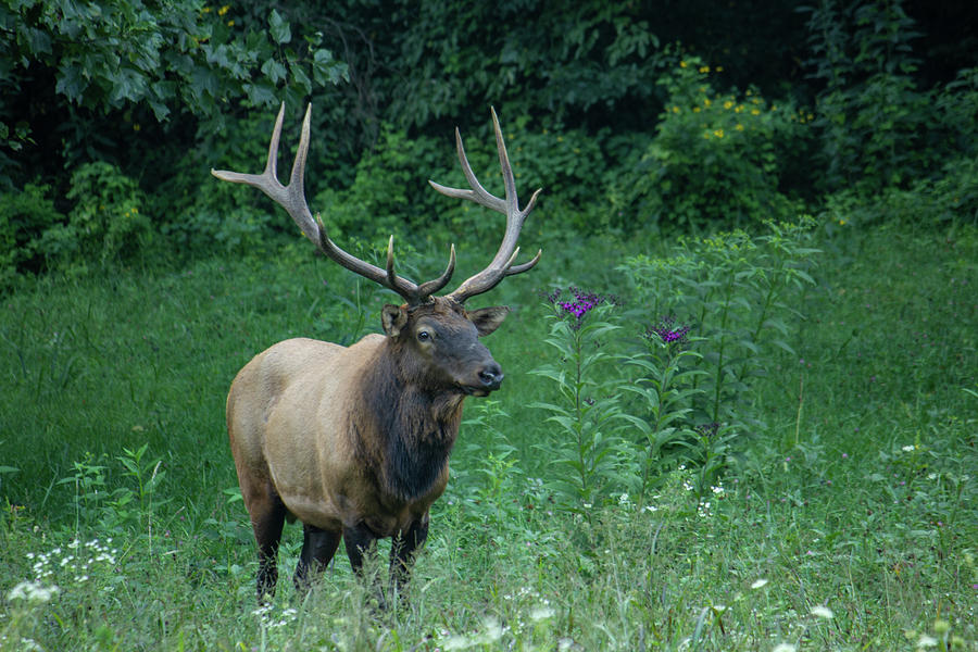 Male Elk Photograph by Cindy Robinson