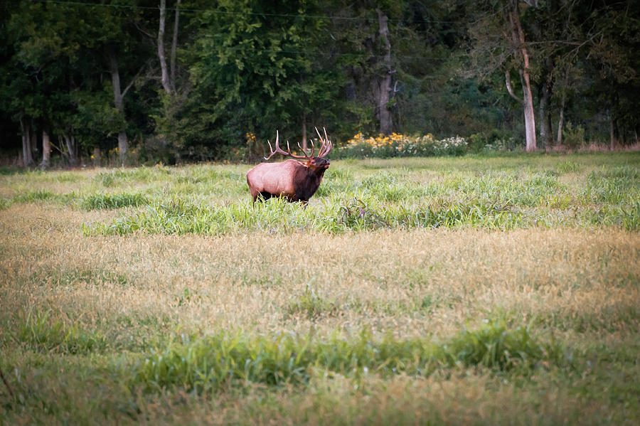 Male Elk In Boxley Valley Arkansas Photograph by Gregory Ballos Fine