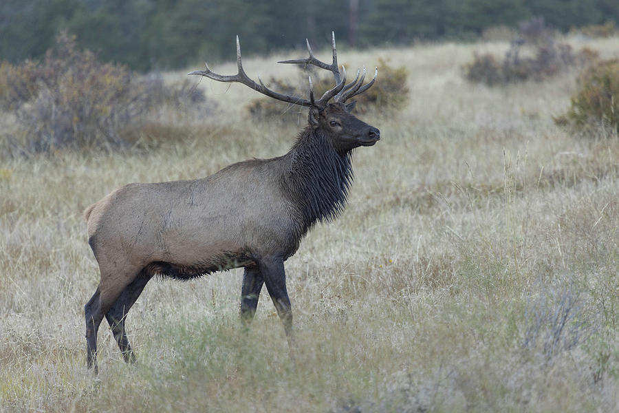 Male Elk Poses In Grassy Field in Colorado Photograph by Carol Mellema ...