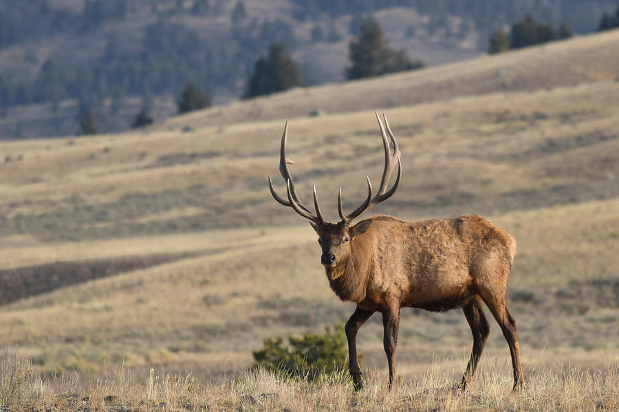 Male elk with beautiful antler, Lamar Valley, Yellowstone National Park Photograph by Sumiko Scott