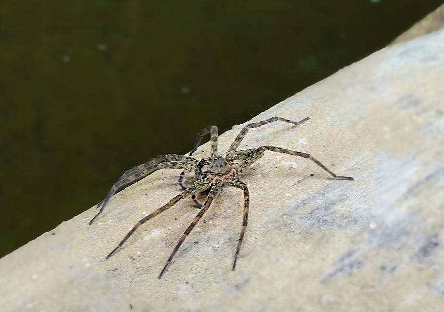 Male Fishing Spider Photograph by Ally White