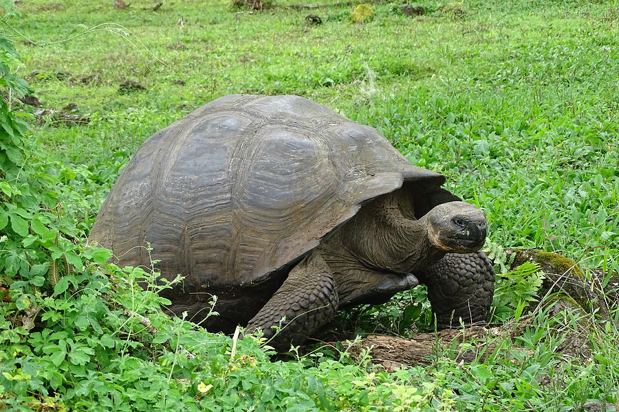 Male Galapagos Tortoise Photograph by Amelia Emery - Fine Art America