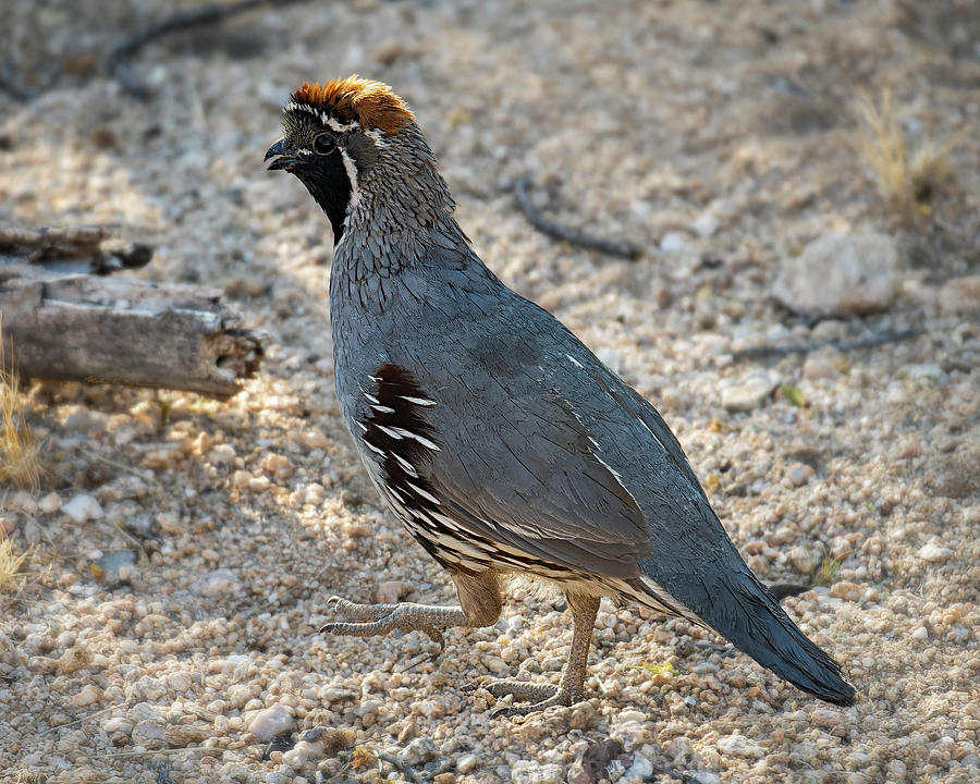 Male Gambels Quail h24355 Photograph by Mark Myhaver