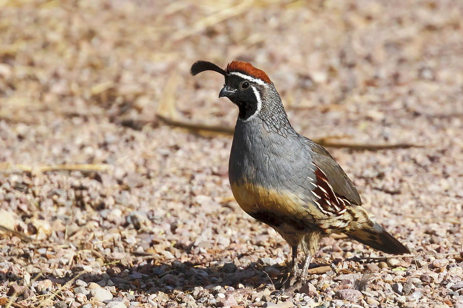 Male Gambels Quail Photograph by Susan Rissi Tregoning