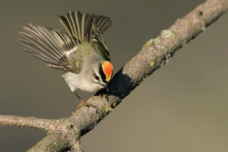 Male Golden-crowned-Kinglet display  Photograph by Mircea Costina Photography