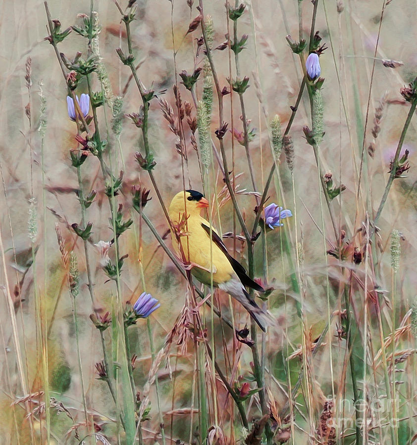 Male Goldfinch in The Wildflowers of Summer Photograph by Kerri Farley