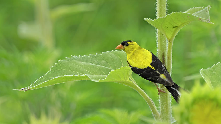 Male Goldfinch  Photograph by Jack Nevitt