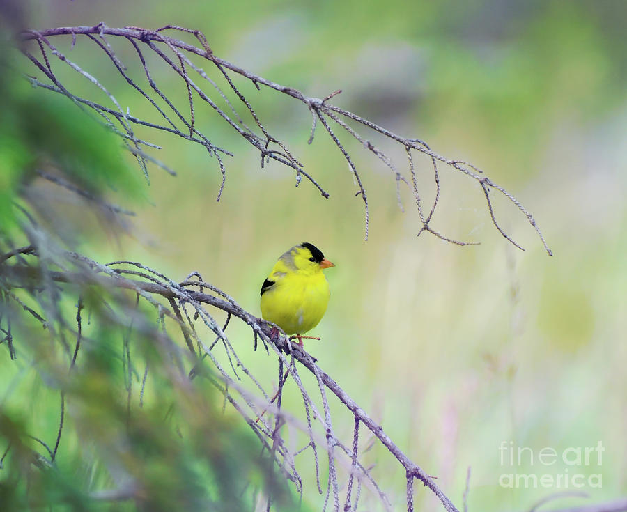 Male Goldfinch On A Branch Photograph by Kerri Farley