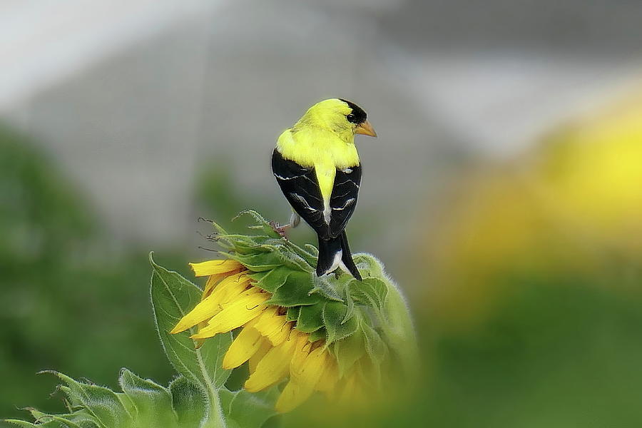 Male Goldfinch Stopping For A Snack Lyuba Filatova 