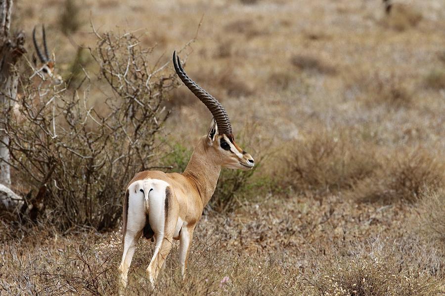 Male Grants Gazelle Photograph by Debbie Blackman - Fine Art America