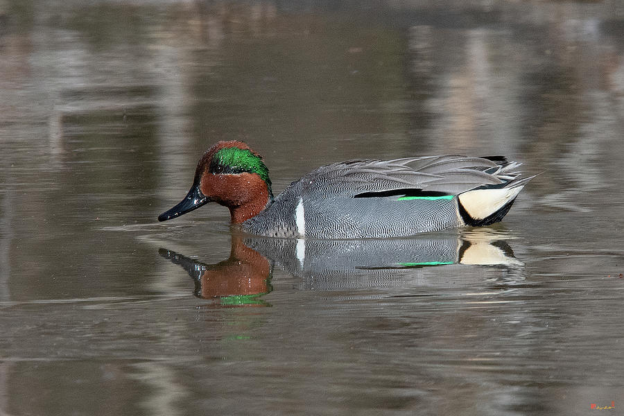Male Green-winged Teal DWF0213 Photograph by Gerry Gantt