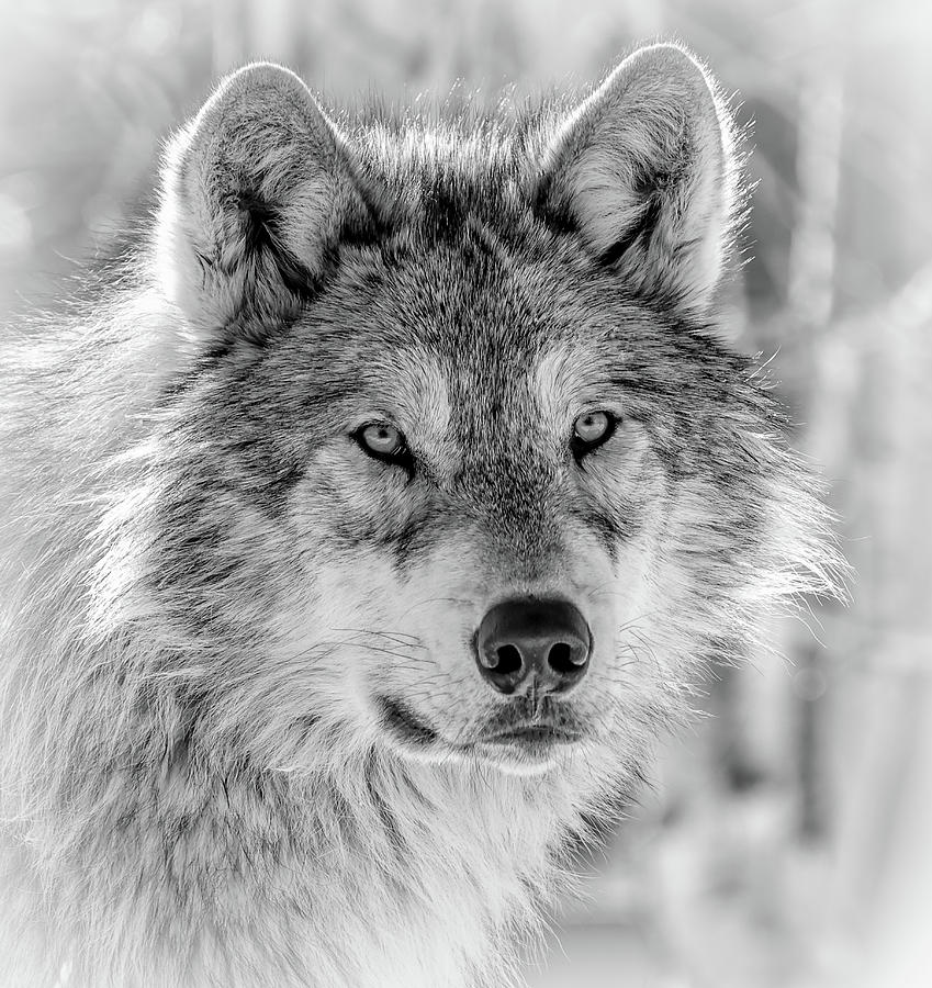 Male Grey Wolf Face Photograph