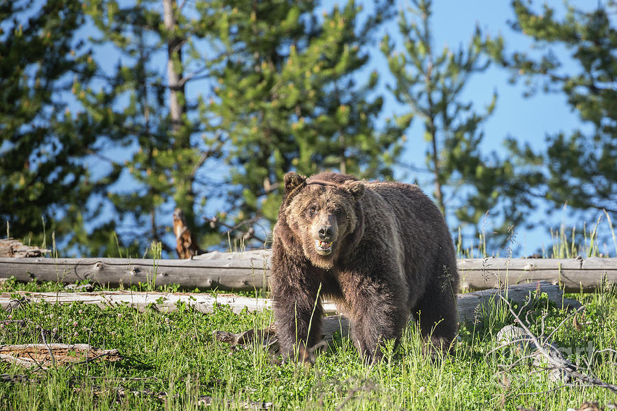 Male Grizzly Bear 142 Photograph by Maria Struss Photography