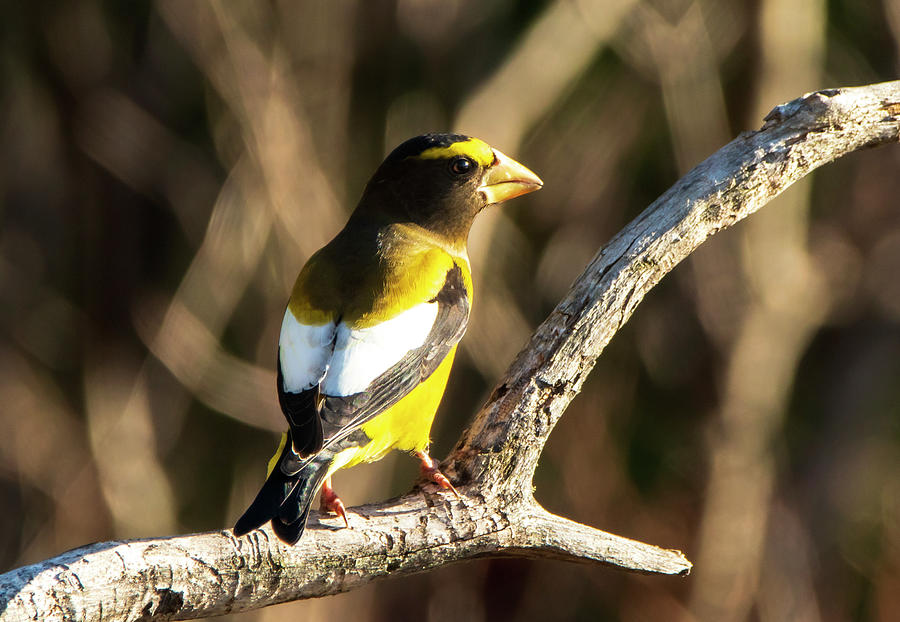 Male Grosbeak Song Bird Photograph by Sandra Js