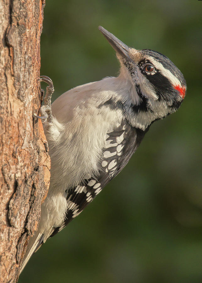 Male Hairy Woodpecker in Minnesota Photograph by Jim Hughes