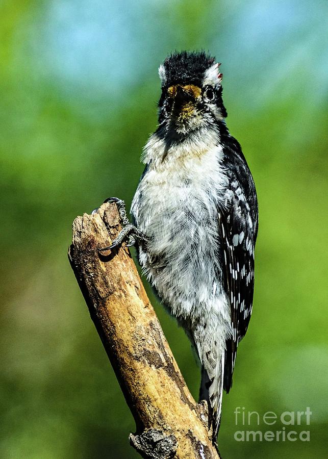 Male Hairy Woodpecker Looking Straight Ahead Photograph