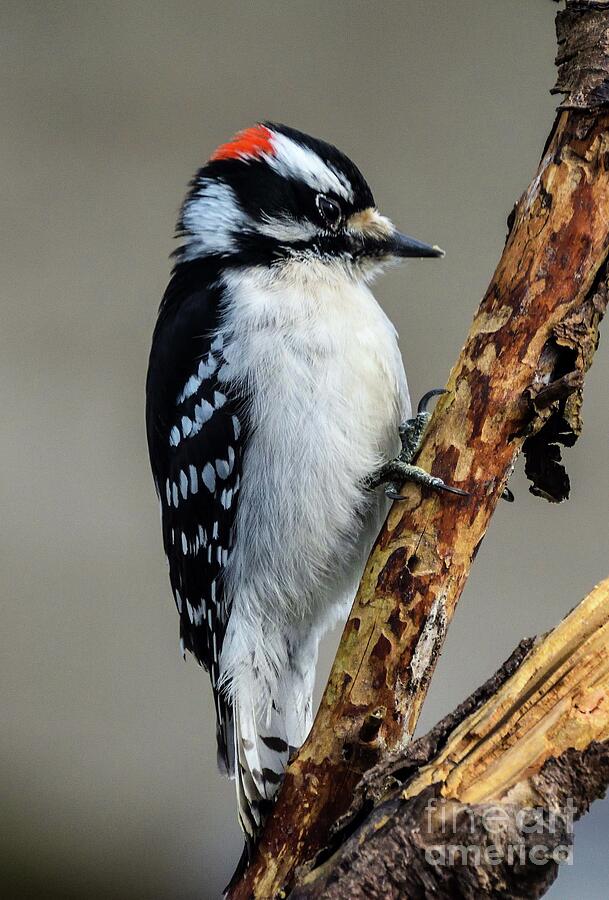 Male Hairy Woodpecker Looks Sleepy Photograph