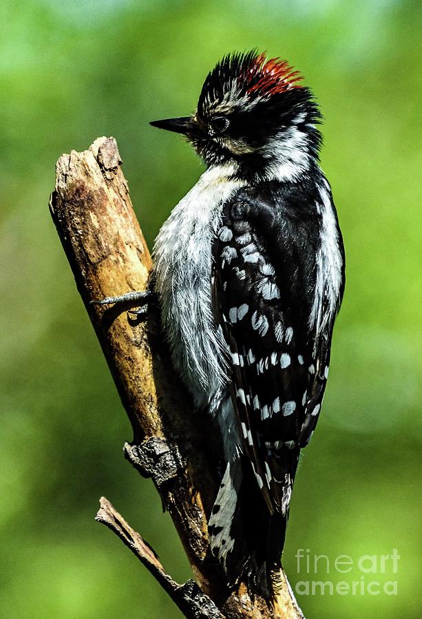 Male Hairy Woodpecker With Spiked Feathers On His Head Photograph