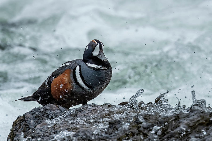 Male Harlequin Duck Photograph by Belinda Greb