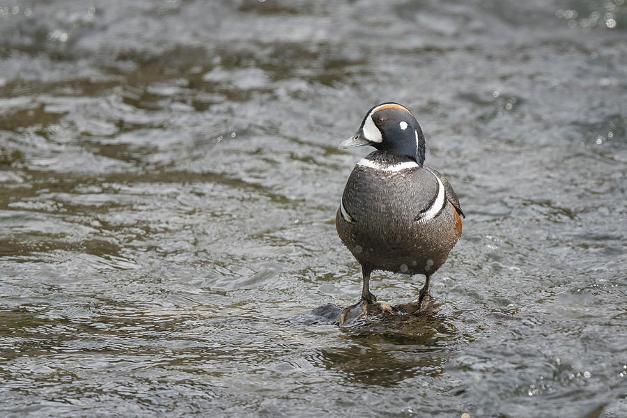 Male Harlequin Duck II Photograph by Joan Carroll