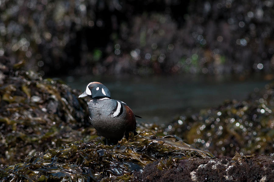 Animals Photograph - Male Harlequin Duck by Robert Potts