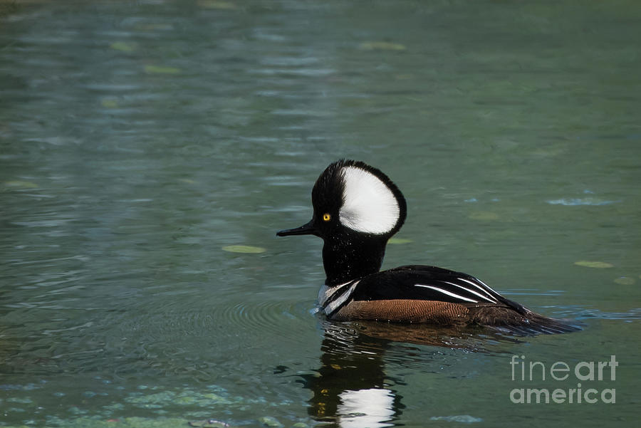 Male Hooded Merganser in the Pond at Nisqually Photograph by Nancy Gleason