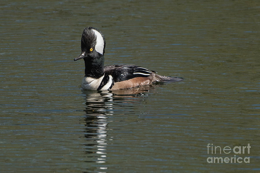 Spring Photograph - Male Hooded Merganser Looking for a Mate by Nancy Gleason