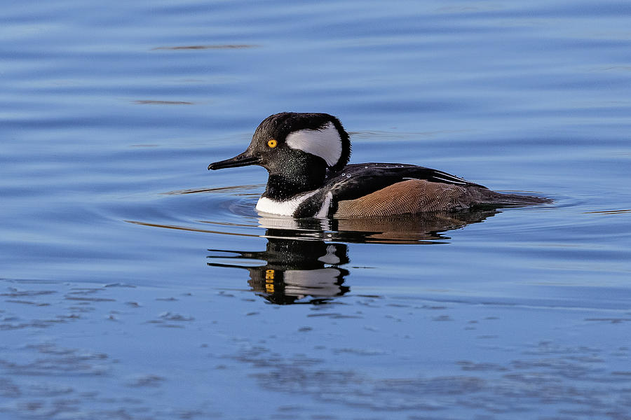 Male Hooded Merganser Out for a Swim Photograph by Tony Hake