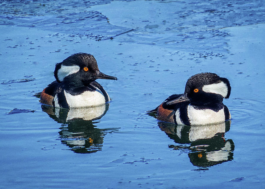 Male Hooded Merganser Pair Photograph by Patti Deters