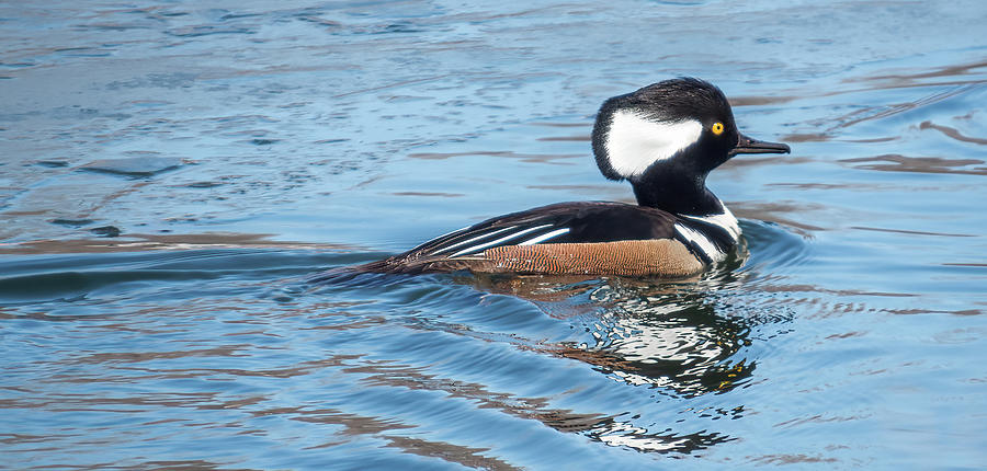 Male Hooded Merganser Photograph by Patti Deters