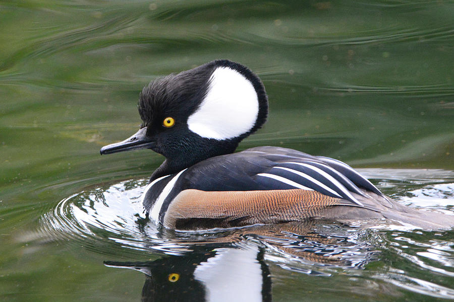 Male Hooded Merganser Portrait #1 Photograph by Jerry Griffin