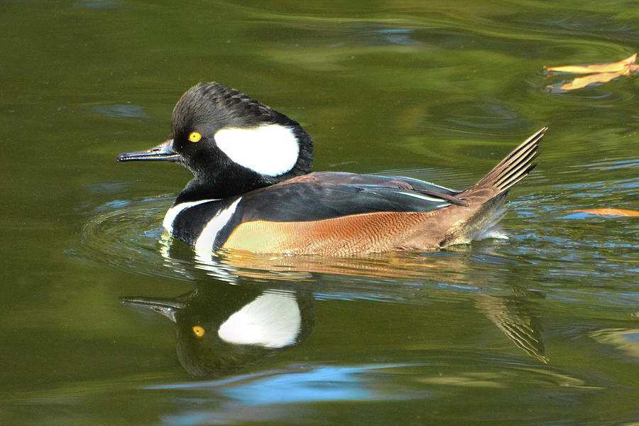 Male Hooded Merganser Reflection Photograph by Jerry Griffin