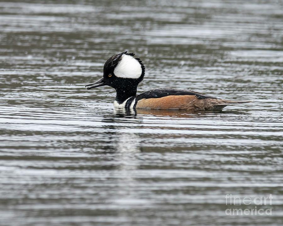 Male Hooded Merganser with Bead of Water Photograph by Ilene Hoffman