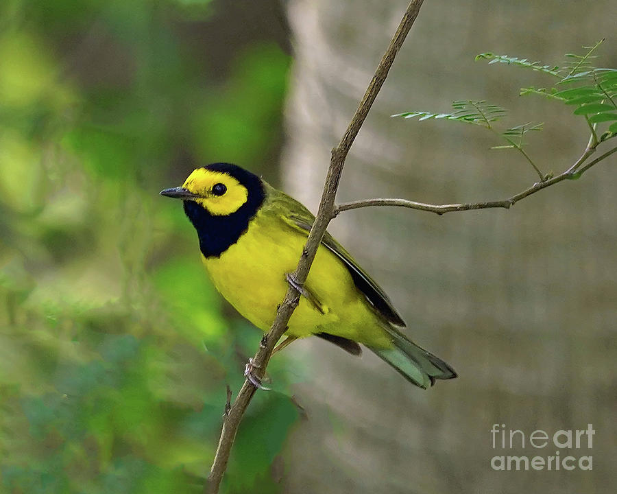 Male Hooded Warbler Photograph by Cathy Cook - Fine Art America