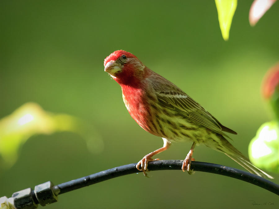 Male House FInch South Carolina Photograph by Bellesouth Studio