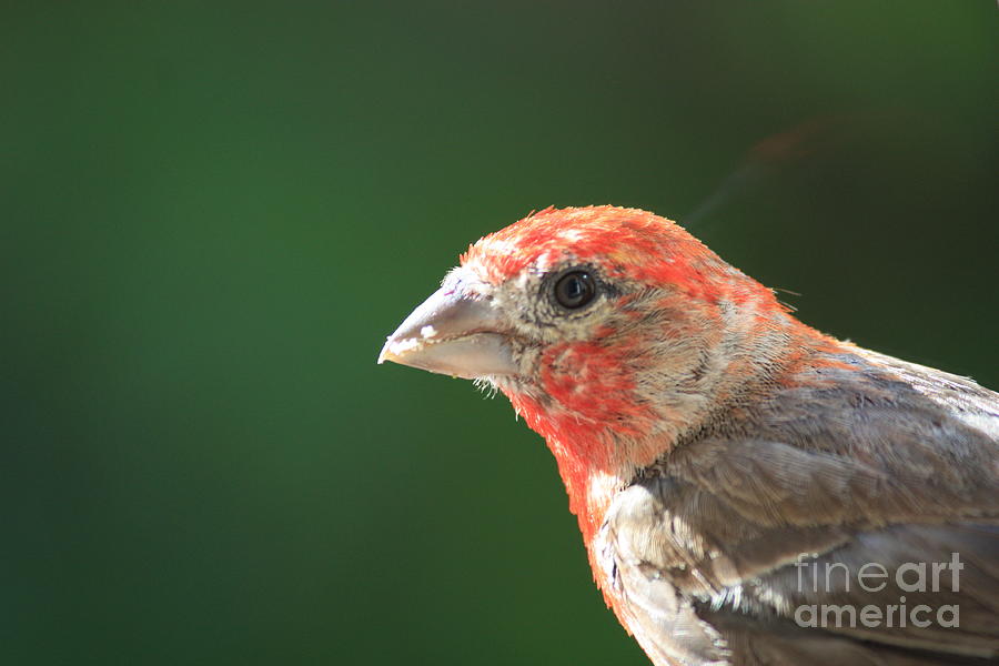 Male House Finch Close Up Photograph by Carol Groenen