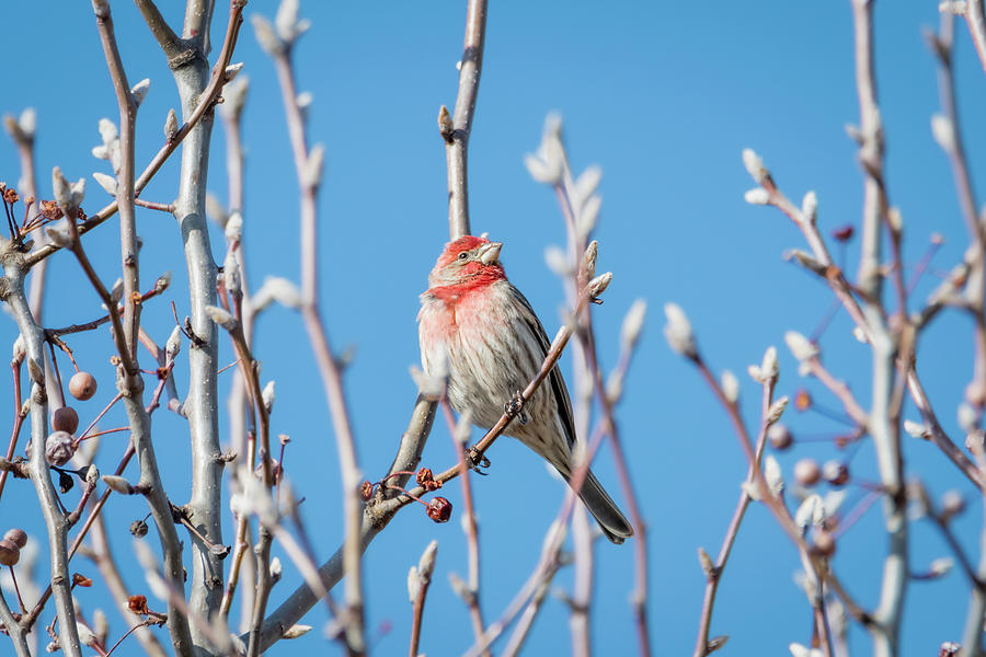 Male House Finch Daydreaming Photograph