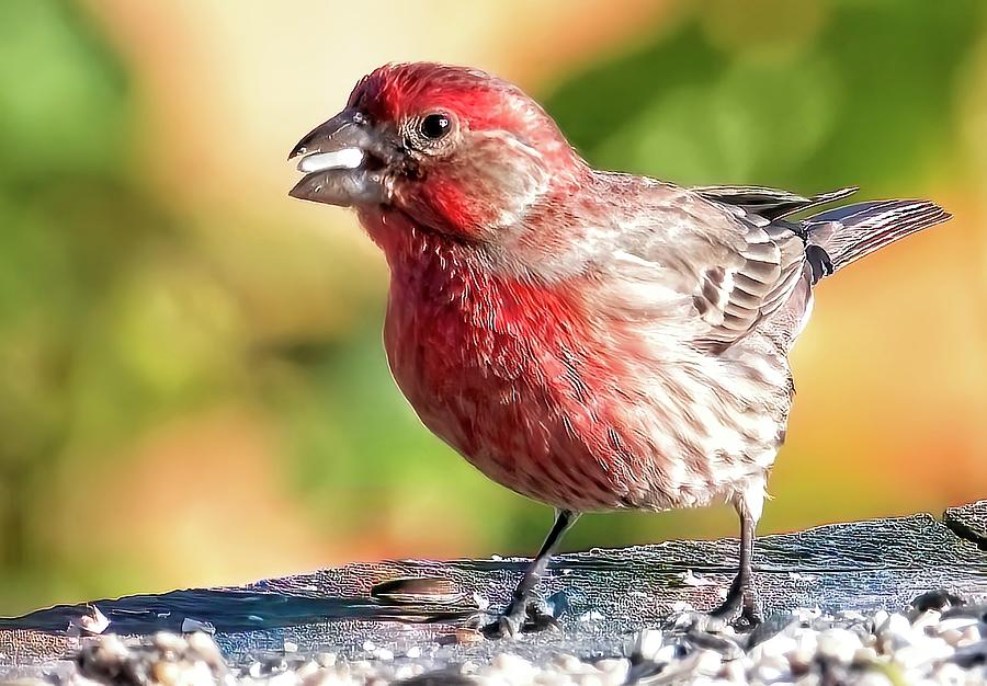 Male House Finch Photograph by Frank Cirone - Fine Art America